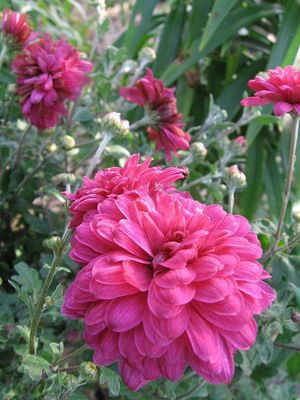 Chrysanthemum x morifolium 'Morden Fiesta' Morden Fiesta Mum