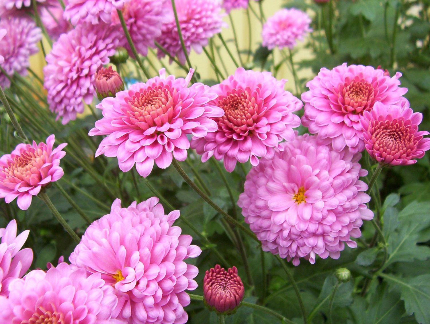 Chrysanthemum x morifolium 'Jefbiz' Showbiz® Mum