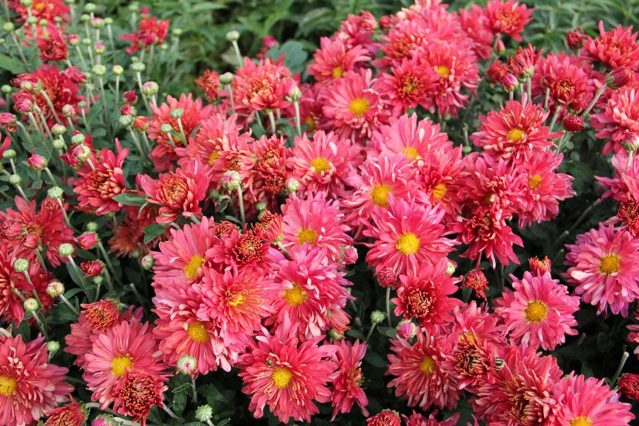 Chrysanthemum x morifoliym 'Jefdust' Stardust® Mum