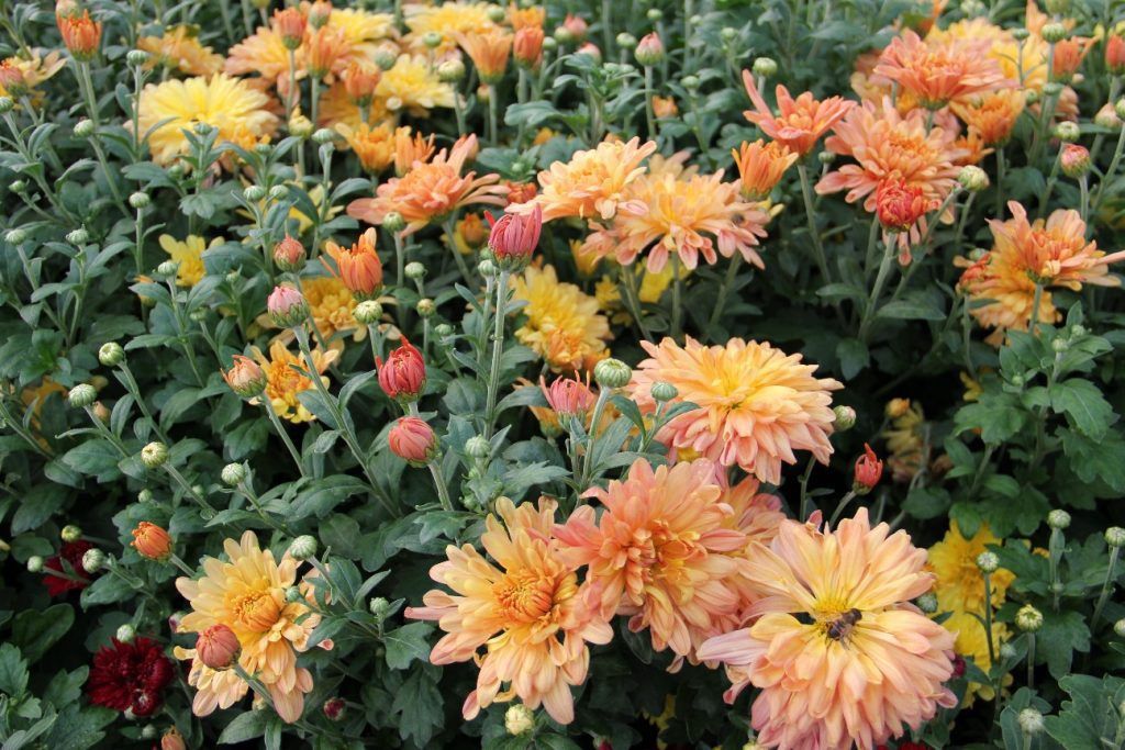 Chrysanthemum x morifolium 'Jeftail' TigerTail® Mum