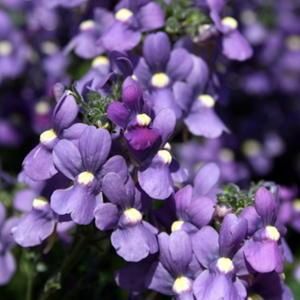 Nemesia fruticans  'Bluebird Improved' Bluebird Improved Nemesia