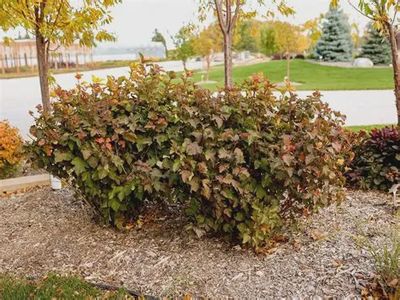Physocarpus opulifolius 'Jefam' Amber Jubilee® Ninebark