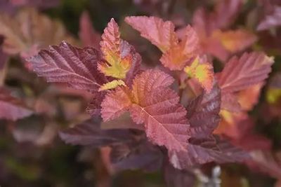 Physocarpus opulifolius 'Center Glow' Center Glow Ninebark