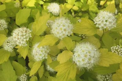 Physocarpus opulifolus 'Dart's Gold' Dart's Gold Ninebark