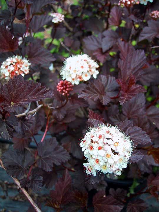 Physocarpus opulifolius 'Monlo' Diabolo® Ninebark