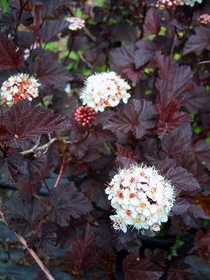 Physocarpus opulifolius 'Monlo' Diabolo® Ninebark