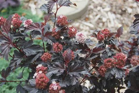 Physocarpus opulifolius 'Jefroy' Royal Jubilee® Ninebark
