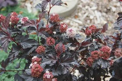Physocarpus opulifolius 'Jefroy' Royal Jubilee® Ninebark