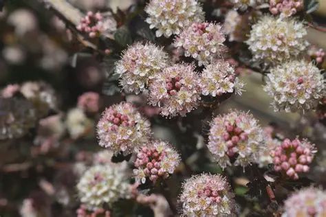 Physocarpus opulifolius 'SMNPOTW' Tiny Wine® Ninebark