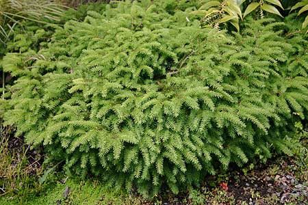 Picea abies 'Nidformis' Bird's Nest Norway Spruce