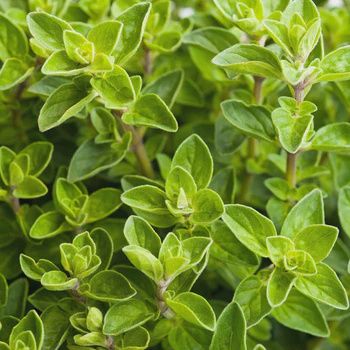 Origanum vulgare 'Italian' Italian Oregano