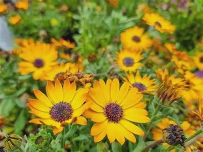 Osteospermum ecklonis 'Sunshine Beauty' Sunshine Beauty Osteospermum