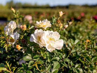 Rosa x 'Oscar Peterson' Oscar Peterson Rose