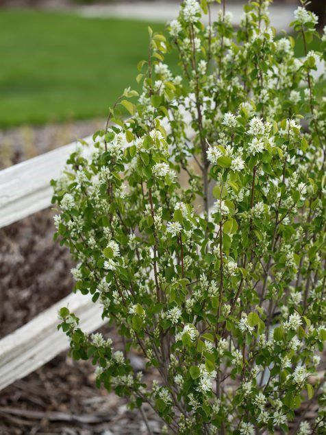 Amelanchier ainifolia 'Obelisk' Standing Ovation™ Saskatoon