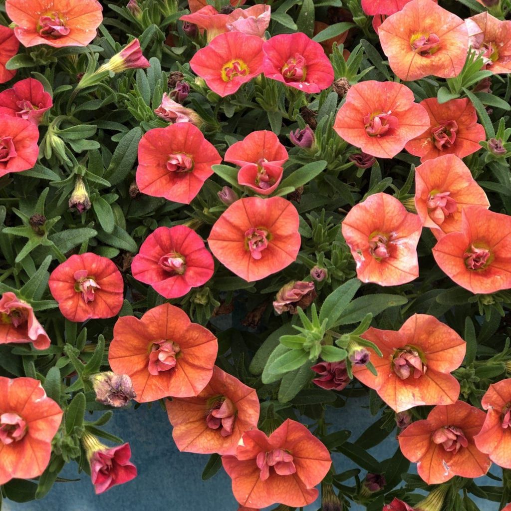 Calibrachoa Superbells® 'Double Orange' Superbells® Double Orange Calibrachoa