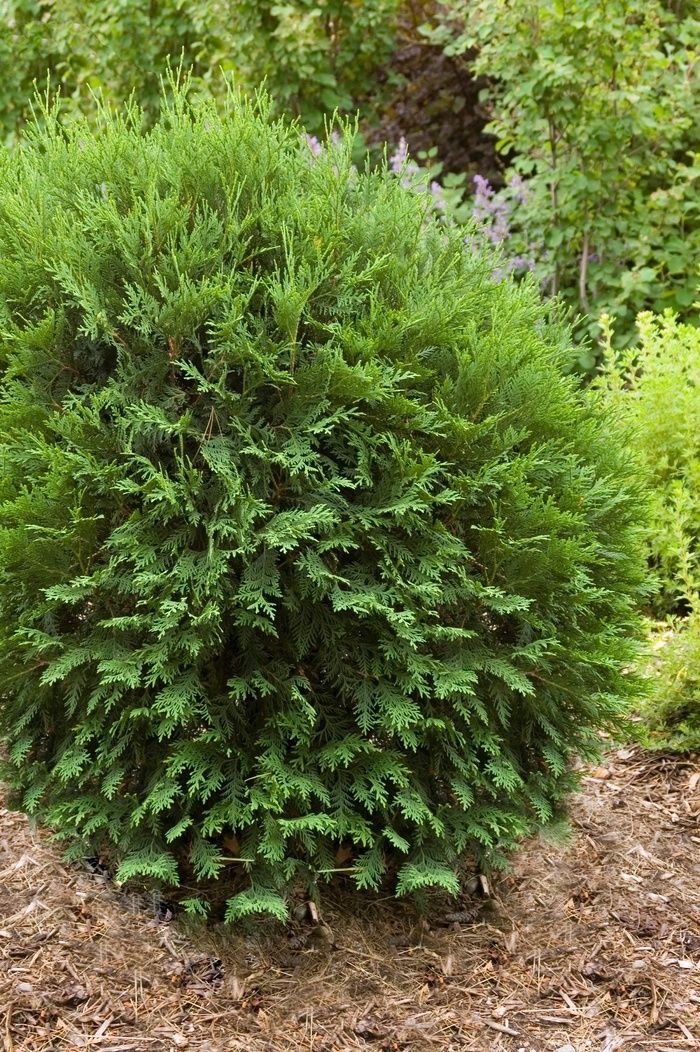 Thuja occidentalis 'Bailjohn' Technito® Cedar