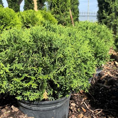 Thuja occidentalis 'Hetz Midget' Hetz Midget Cedar