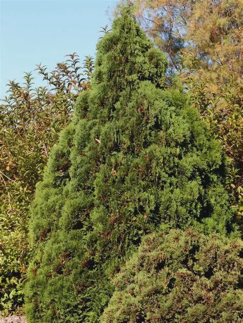 Thuja occidentalis 'Holmstrup' Holmstrup Cedar