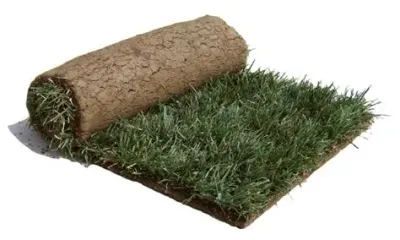 Sod