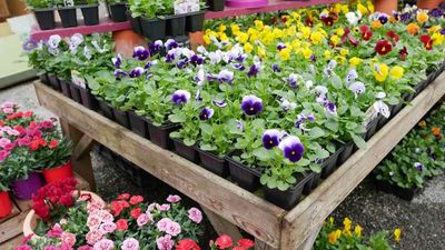 Annuals