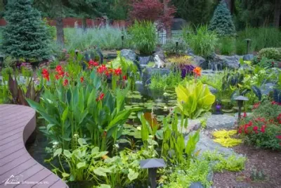 Aquatic Pond Plants
