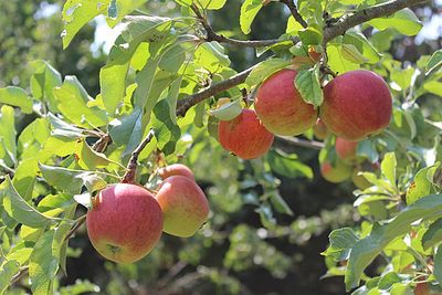 Fruit Trees