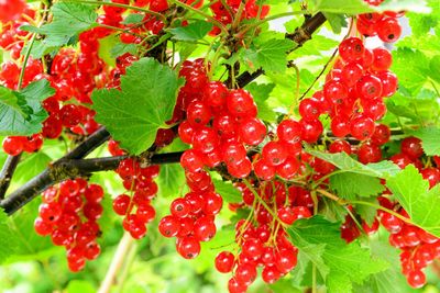 Fruit Shrubs