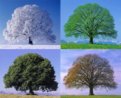 Deciduous Tree