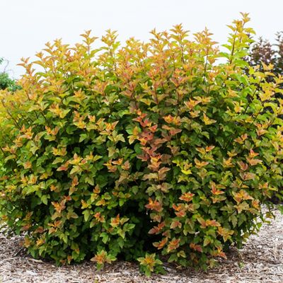 Deciduous Shrub