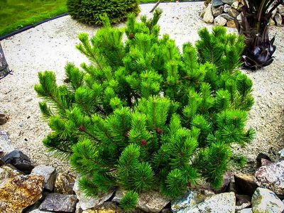 Evergreen Shrub