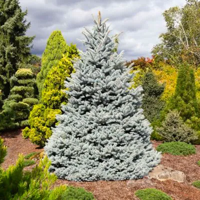 Evergreen Tree