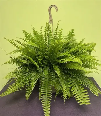 Tropicals