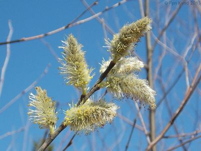 Salix discolor Pussy Willow