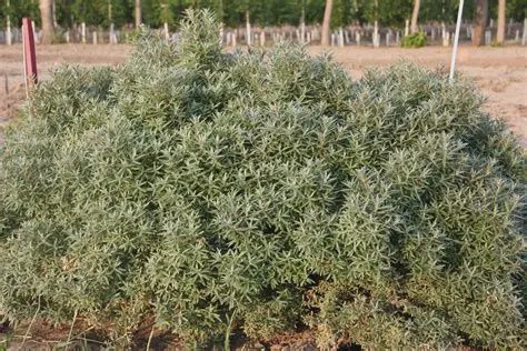 Sea Buckthorn Silver Star - Hippophae rhamnoides 'Hikul'