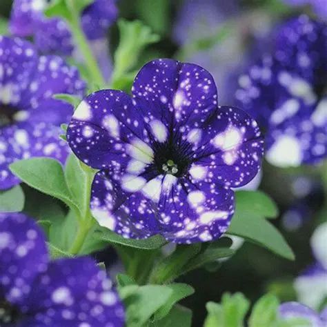 Petunia Headliner™ 'Night Sky' Headliner™ Night Sky Petunia