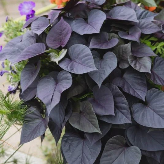 Ipomoea batatas Spotlight™ ' Black Heart' Spotlight™ Black Heart Sweet Potato Vine