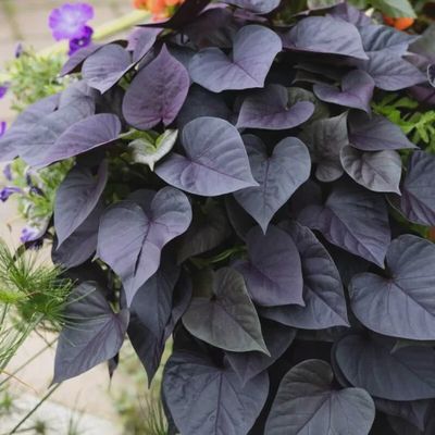 Ipomoea batatas Spotlight™ ' Black Heart' Spotlight™ Black Heart Sweet Potato Vine