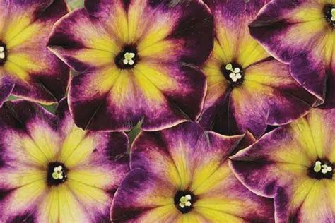 Petunia h. Crazytunia®  'Moonstruck'  Crazytunia® Moonstruck Petunia