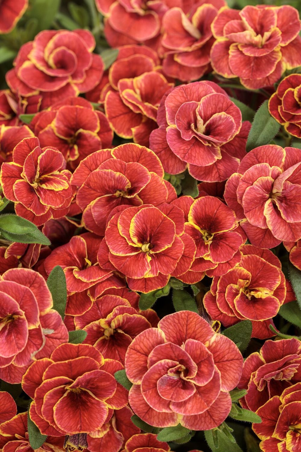 Calibrachoa Superbells® 'Double Redstone' Superbells®  Double Redstone™ Calibrachoa