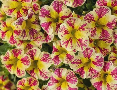 Superbells® Holy Moly!® Calibrachoa - Calibrachoa Superbells® ' Holy Moly!'
