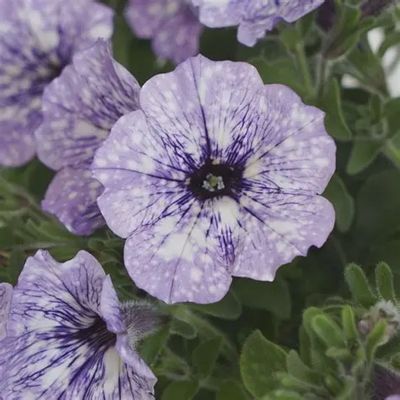 Petunia Headliner™ 'Crystal Sky'  Headliner™ Crystal Sky Petunia