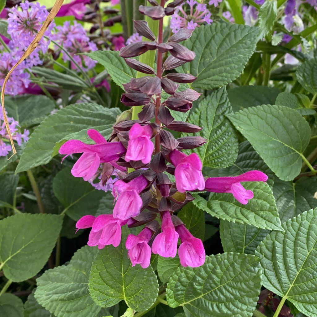 Salvia farinacea Unplugged® 'Pink' Unplugged® Pink Sage