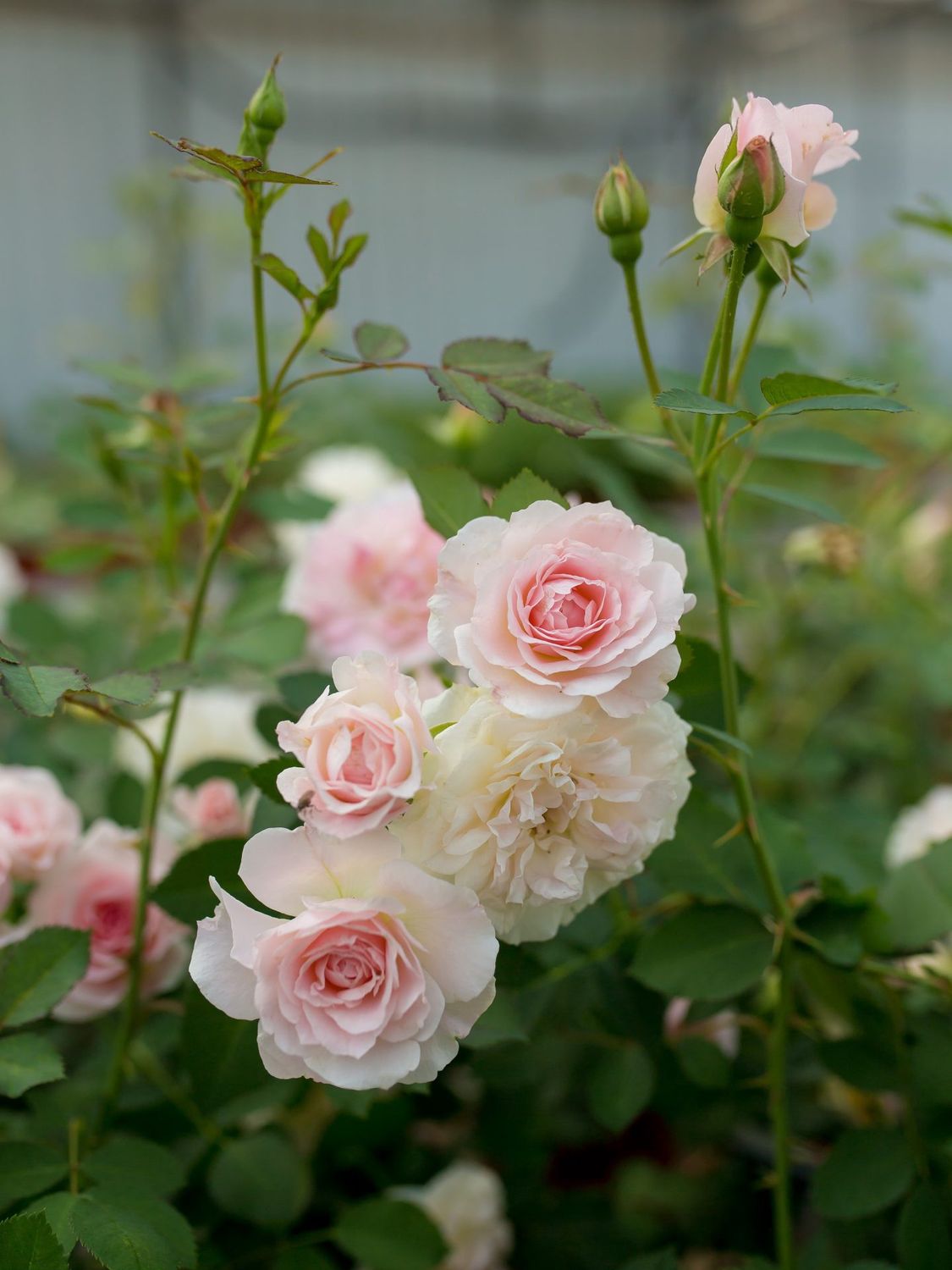 Rosa x 'Morden Blush' Morden Blush Rose