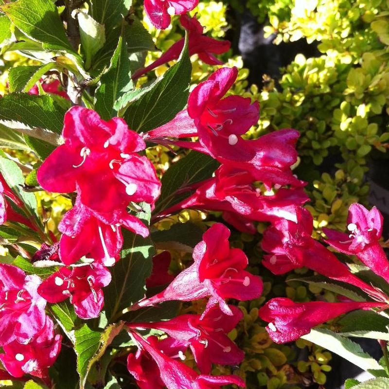 Weigela florida 'Red Prince' Red Prince Weigela