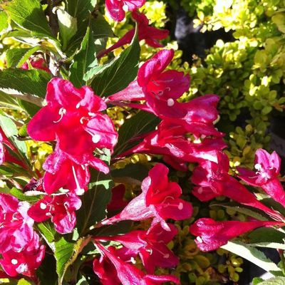 Weigela florida 'Red Prince' Red Prince Weigela