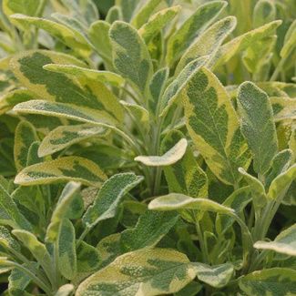 Salvia officinais 'Aurea' Golden Sage