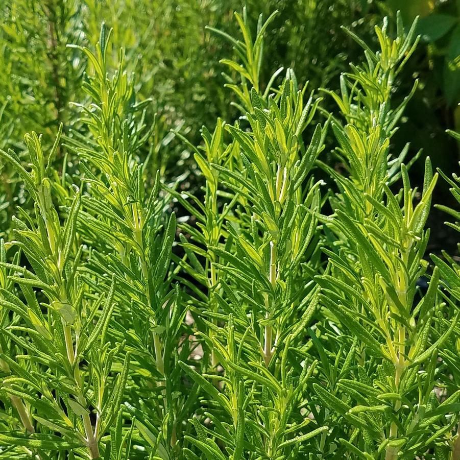 Rosmarinus officinais  'Barbeque' Barbeque Rosemary