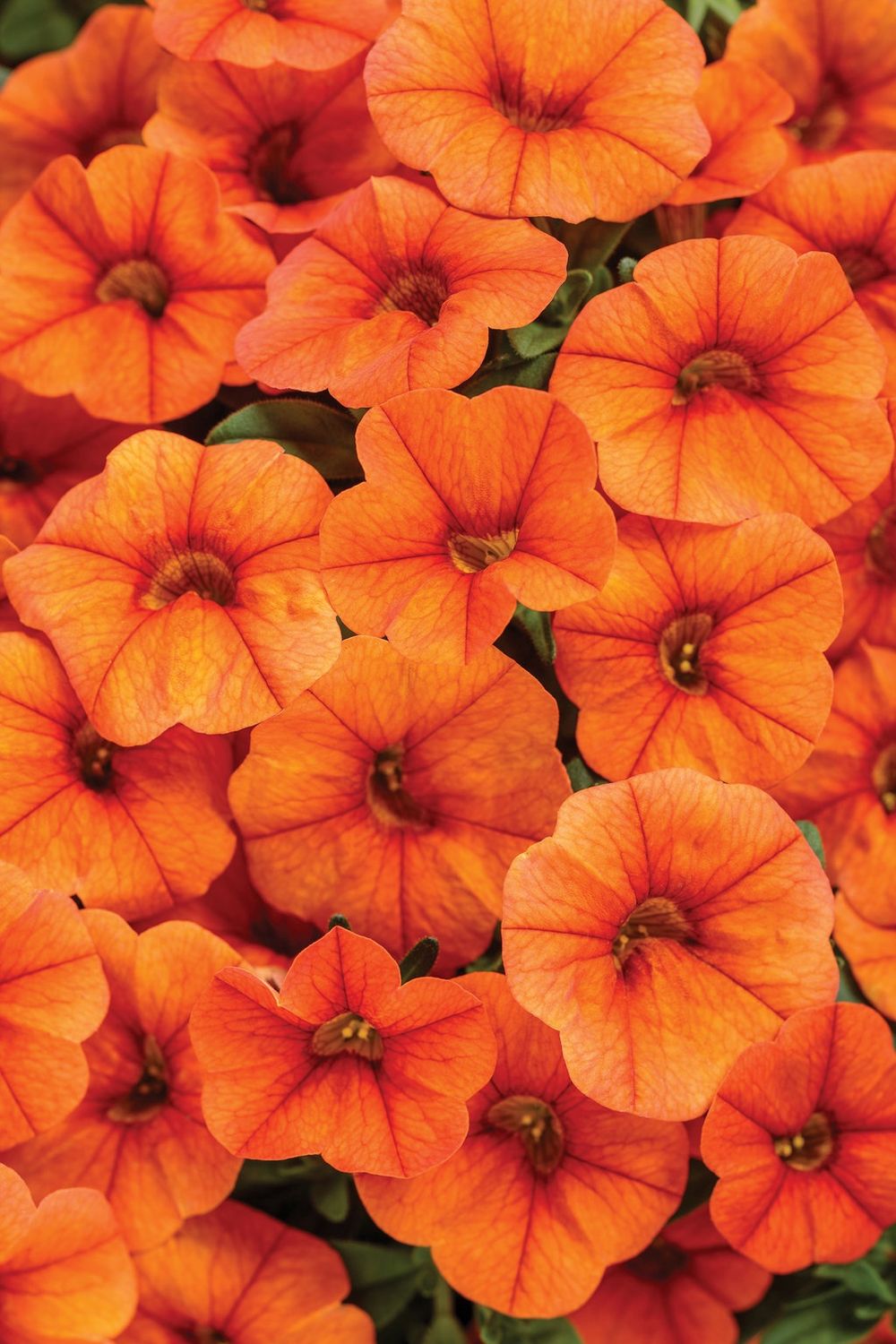 Calibrachoa Superbells® 'Dreamsicle' Superbells® Dreamsicle® Calibrachoa