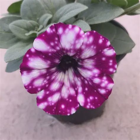 Petunia Headliner™ 'Electric Purple Sky'  Headliner™ Electric Purple Sky Petunia