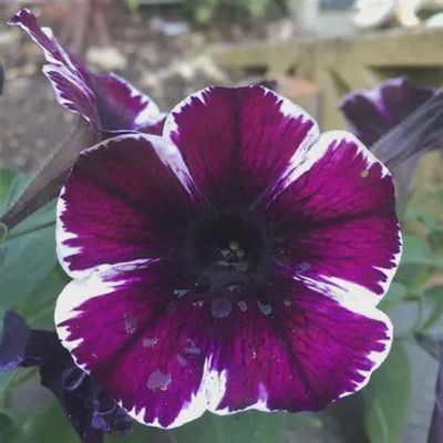 Petunia Sweetunia 'Miss Marvelous' Sweetunia Miss Marvelous